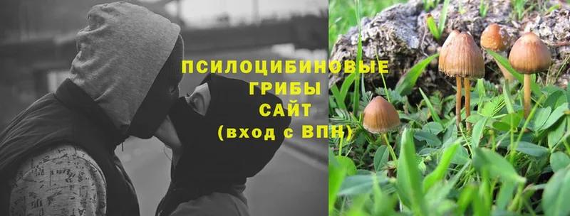 Псилоцибиновые грибы MAGIC MUSHROOMS Севастополь